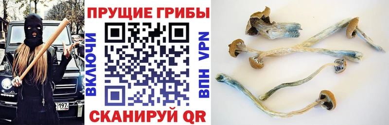 Купить закладки  Ростов  Галлюциногенные грибы Cubensis 